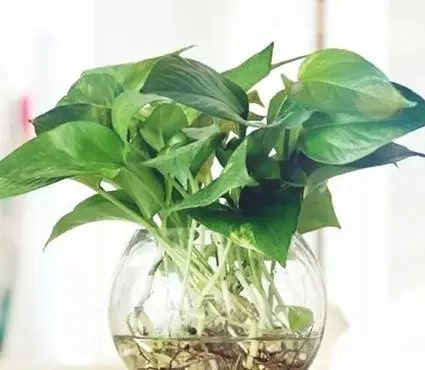 10种水培植物花卉，干净又养眼