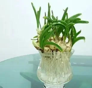 10种水培植物花卉，干净又养眼