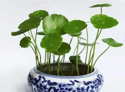 10种水培植物花卉，干净又养眼