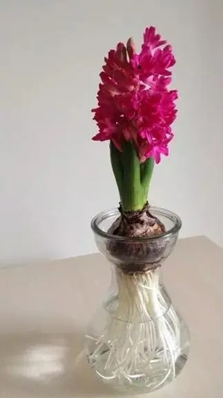 10种水培植物花卉，干净又养眼