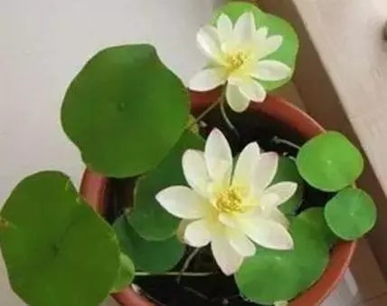 10种水培植物花卉，干净又养眼