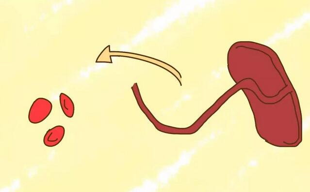 脐带血有必要保存吗