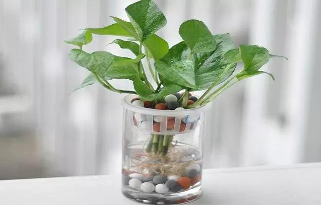 15种适合办公室的水培植物及水培方法