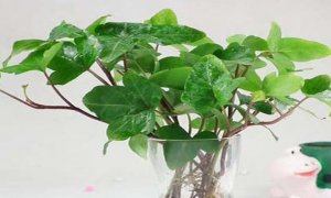 室内养水培观叶绿植，这8种不容错过