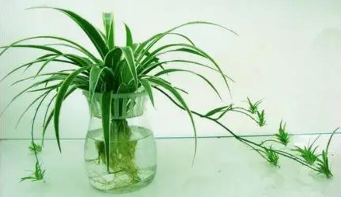 适合水培的植物，你知道几种？