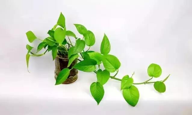 适合水培的植物，你知道几种？