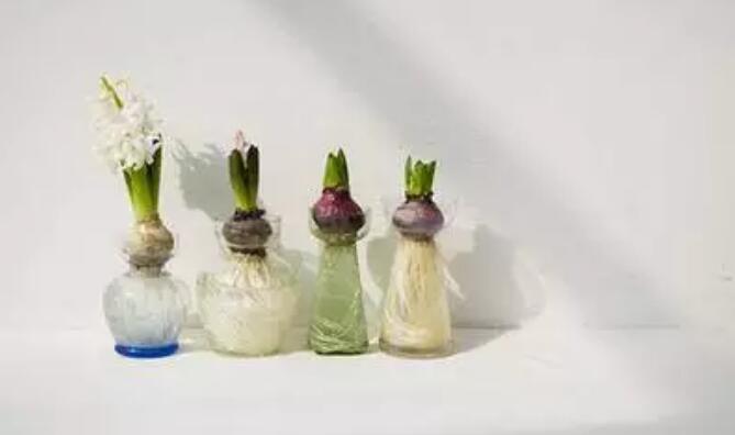 适合水培的植物，你知道几种？