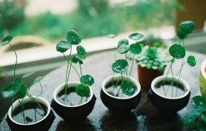 适合水培的植物，你知道几种？