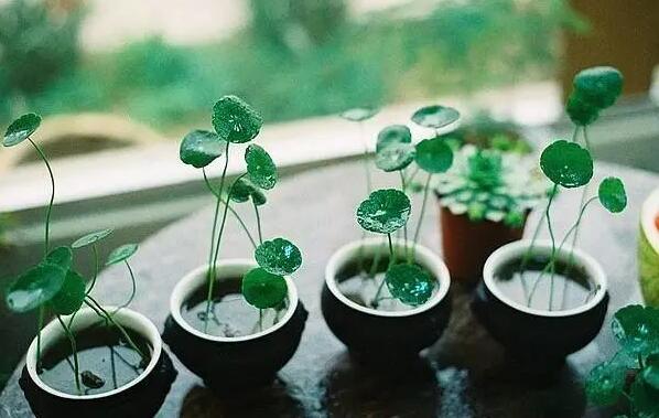 适合水培的植物，你知道几种？