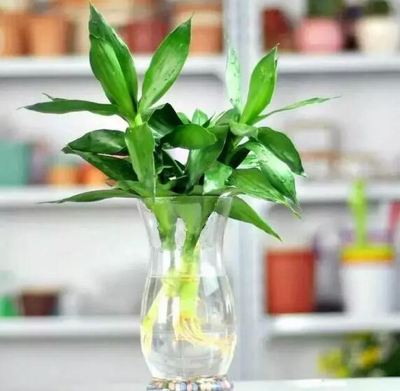 适合水培的植物，你知道几种？