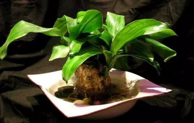 适合水培的植物，你知道几种？