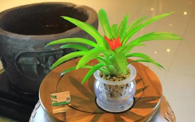 适合水培的植物，你知道几种？