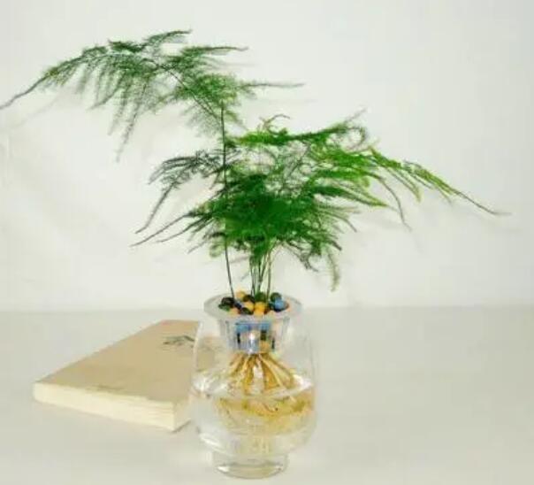 适合水培的植物，你知道几种？