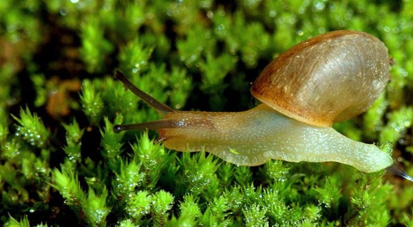 蜗牛吃什么食物