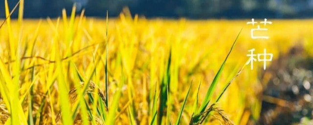 芒种是什么意思