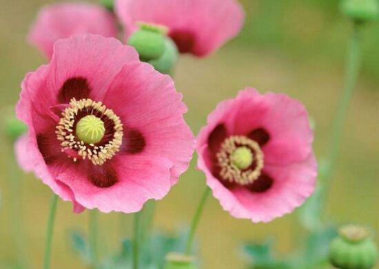 盘点十种招鬼的花