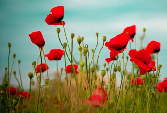 盘点十种招鬼的花