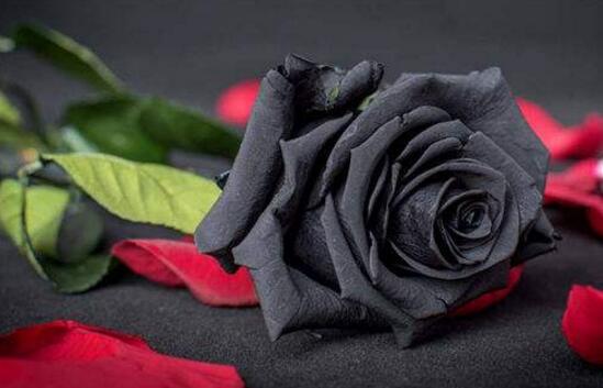 盘点十种招鬼的花