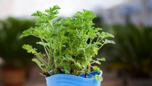 夏天驱蚊方法有哪些