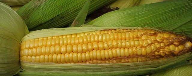 煮玉米需要多长时间