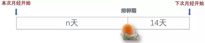 月经后几天是排卵期