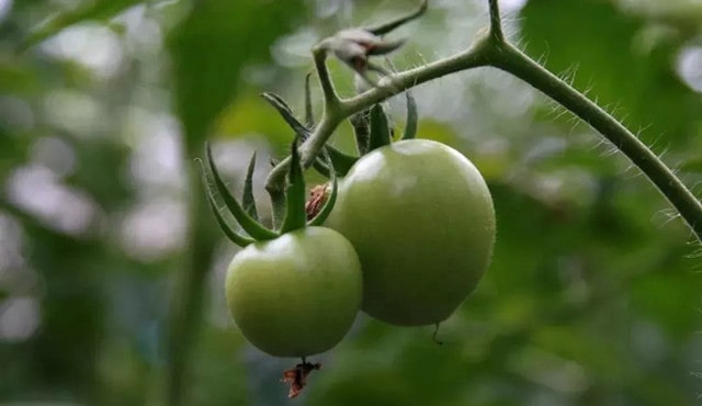 孕妇禁吃十大水果