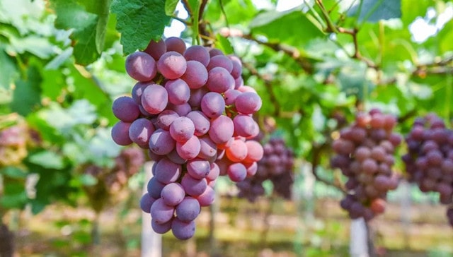 夏天吃什么水果补钾最快最好