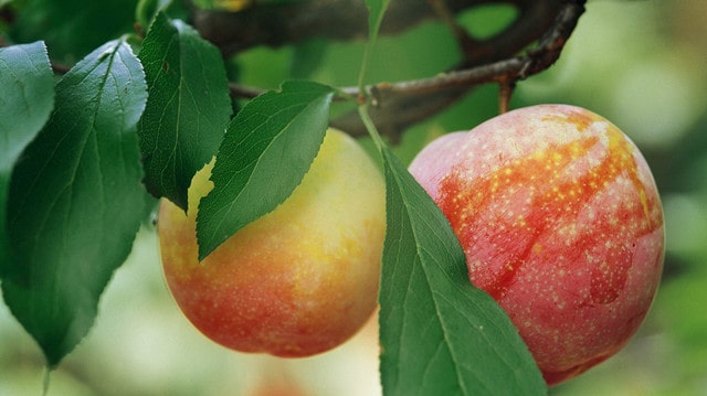 夏天吃什么水果补钾最快最好