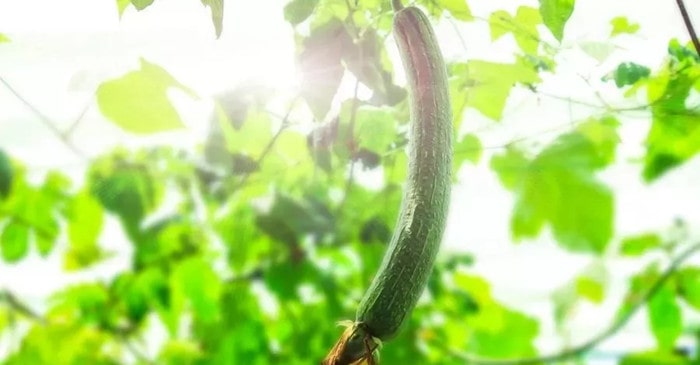 丝瓜的功效与作用是什么