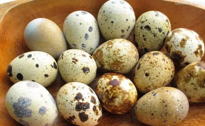 鹌鹑蛋的作用以及功能