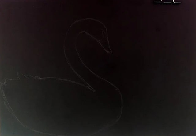 剪贴画《黑天鹅》