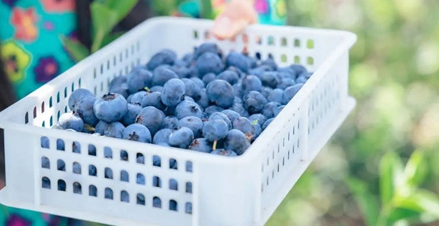 蓝莓怎么洗才干净