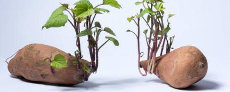 红薯发芽了还能吃吗