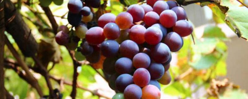 葡萄是热性还是凉性