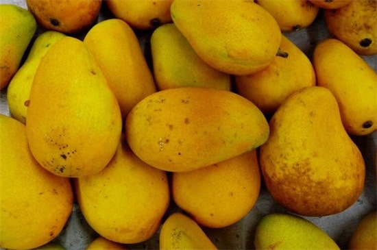 芒果是热性还是凉性