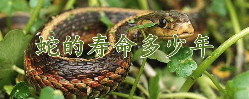 蛇的寿命多少年