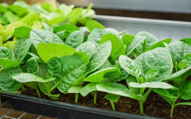 木耳菜的功效与作用及禁忌