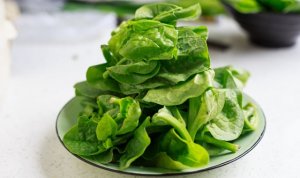 木耳菜的功效与作用及禁忌