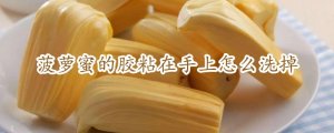 菠萝蜜的胶粘在手上怎么洗掉