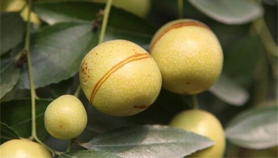 秋天的水果有哪些