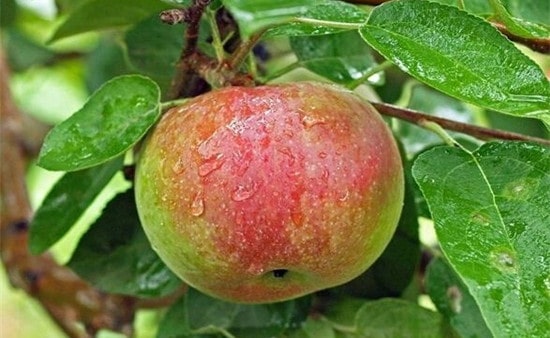 秋天的水果有哪些