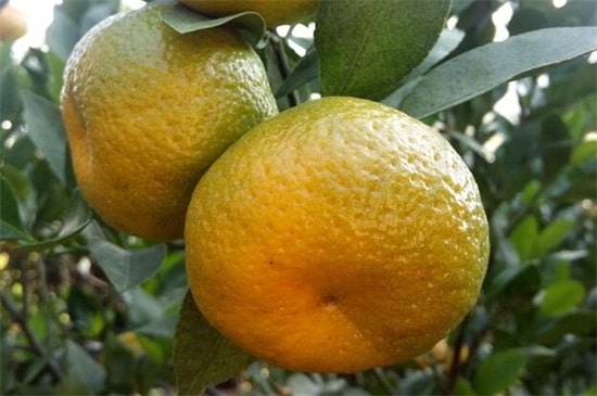 秋天的水果有哪些