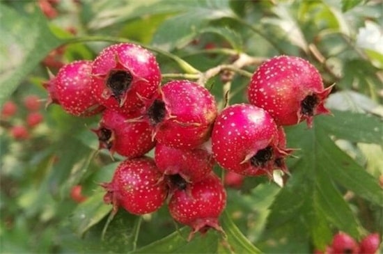 秋天的水果有哪些