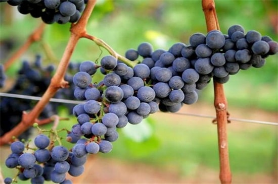 秋天的水果有哪些