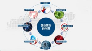 乳铁蛋白的作用
