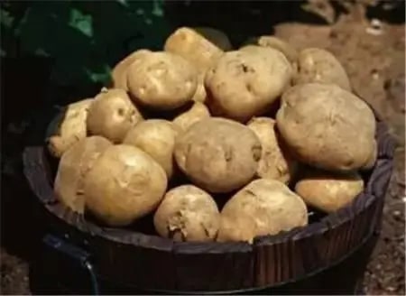 孕妇不能吃哪些食物清单