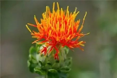 孕妇不能吃哪些食物清单