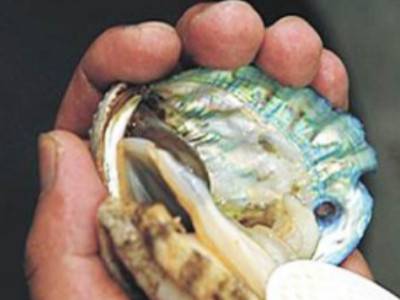 鲍鱼怎么杀和清洗