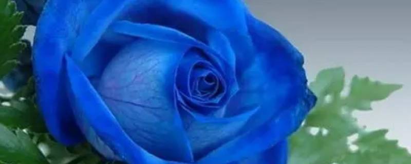 蓝玫瑰代表什么意思