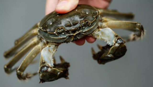 刚死的螃蟹能吃吗